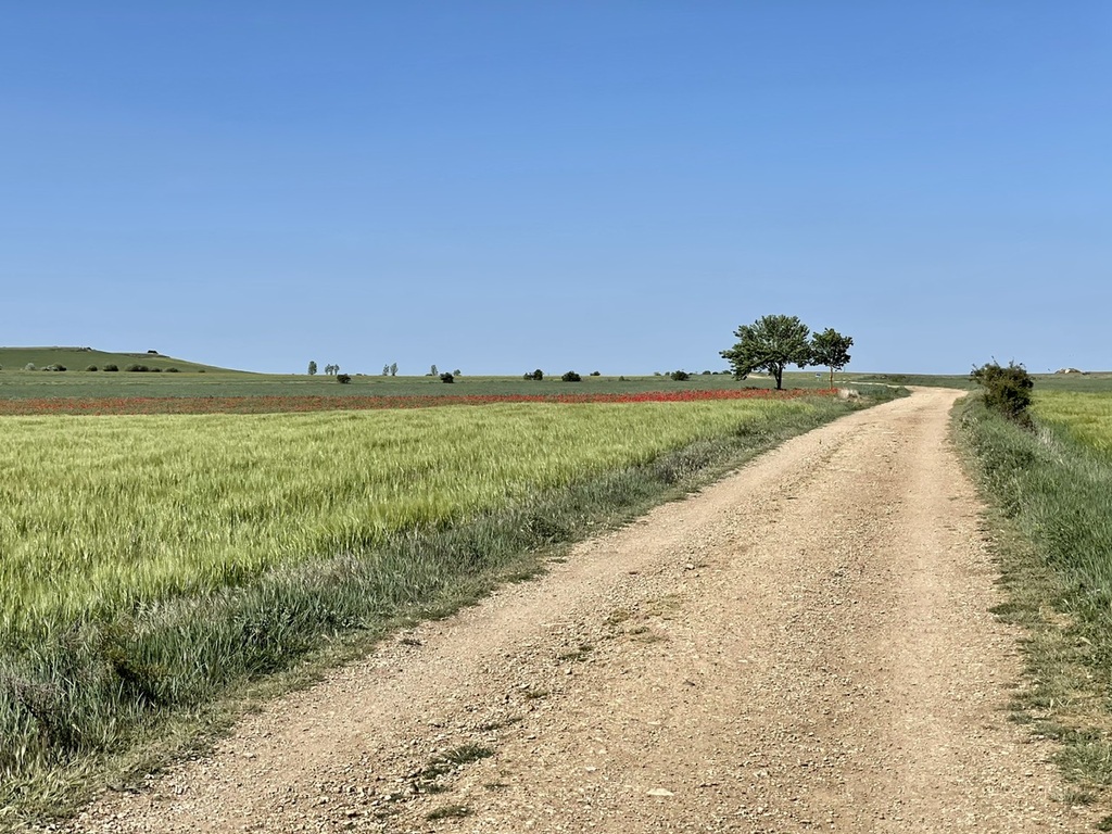 I’m walking through an area that’s apparently called the Meseta, a long plateau where the villages are farther apart. After so many days of finding a village every few miles, pilgrims are advised to make sure they have enough water.