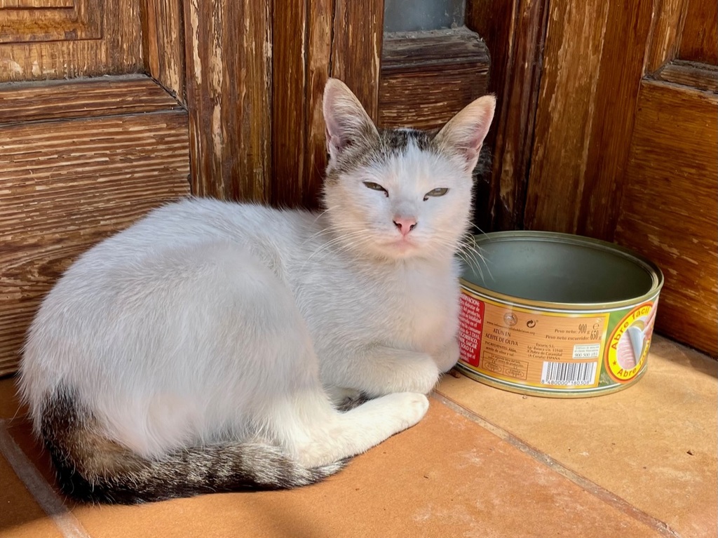 Some pilgrims have figured out that, if you feed the cat, the cat won’t feed on you. At least not right away.