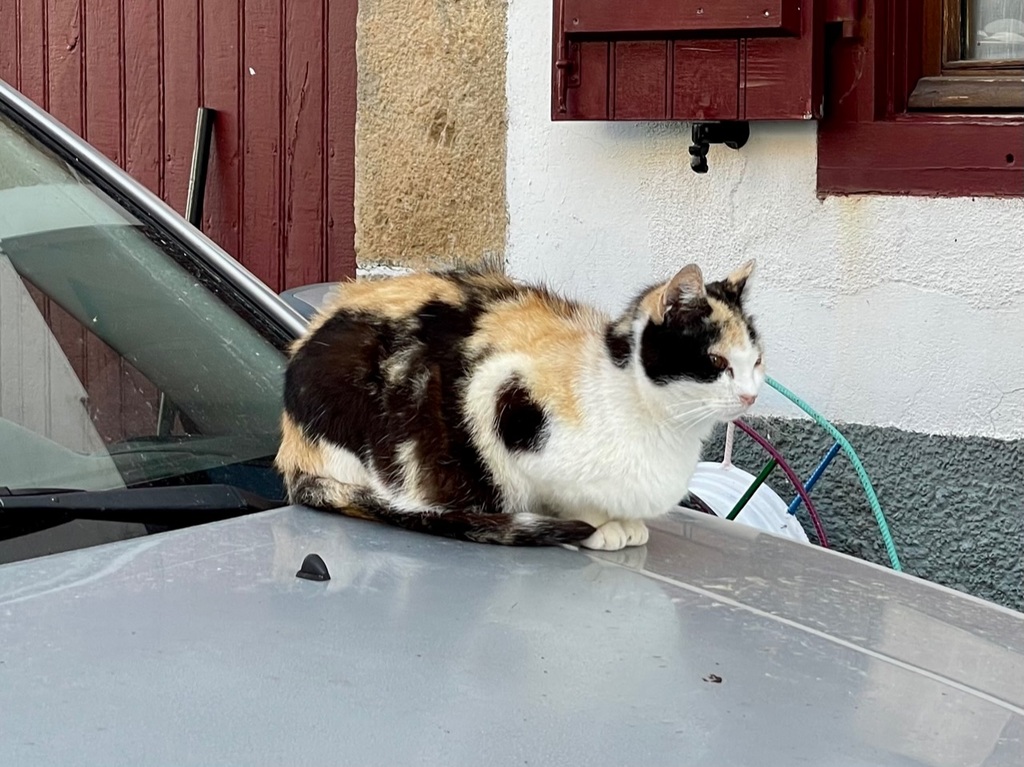 Sometimes, there are cats in the villages on the Camino. Less often, they let you take a photo of them.