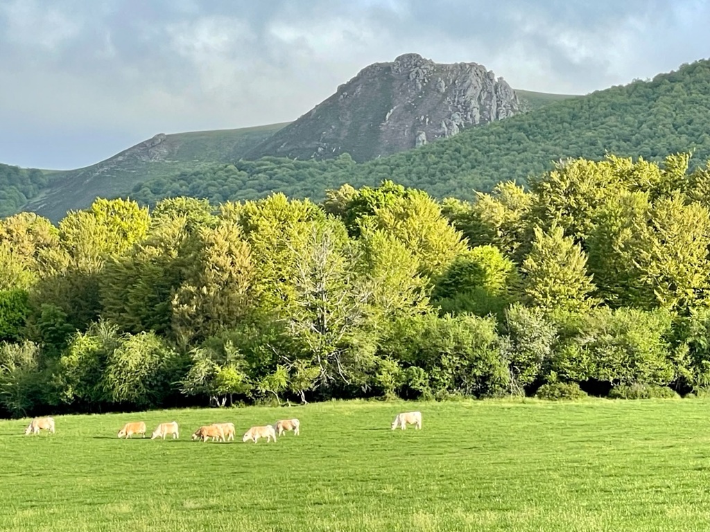 Look! There are cows in Spain too!