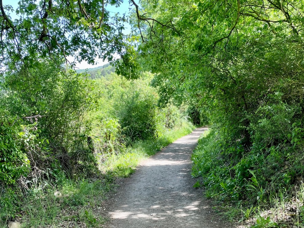 Some rare moments of solitude on this part of the Camino.