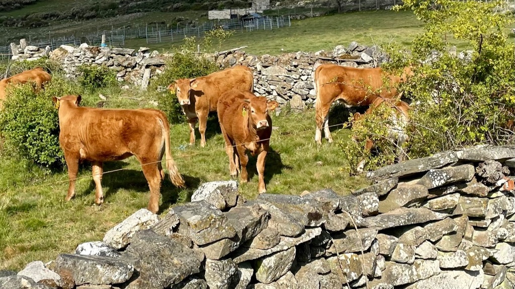 Just some more cows.