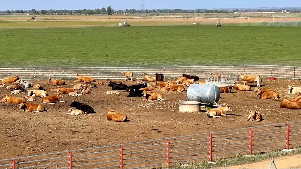 It’d been days since I’d seen any livestock. Just a couple dozen cattle enjoying a Sunday morning nap.