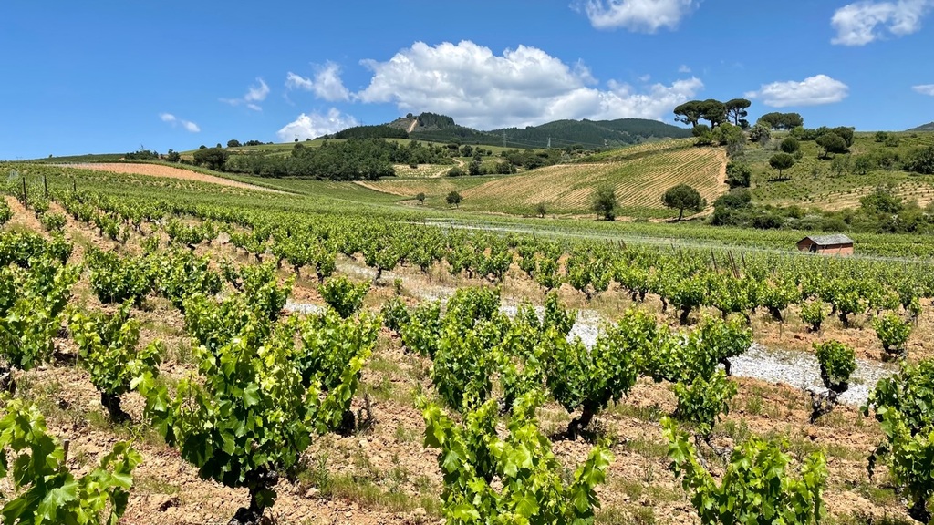 I took a bit of a chance with an alternate route that followed the highway a little longer, and I was rewarded with a walk through vineyards and an hour of solitude.