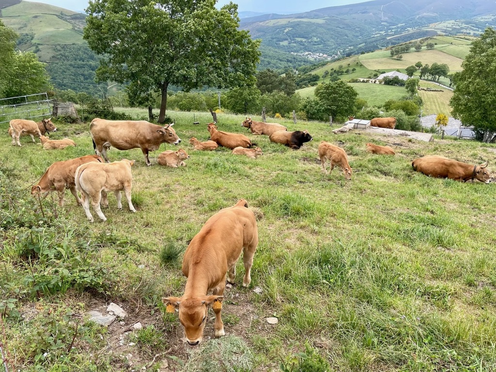 If I photographed every cow, I’d be out of storage on my phone. These cows looked particularly happy.