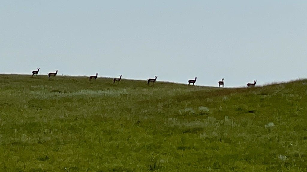 Some of the wildlife grazing on my friend’s property.