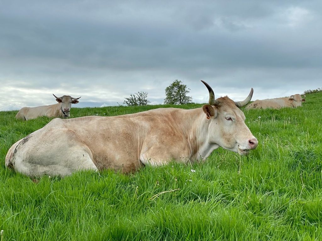 Cows, because France.