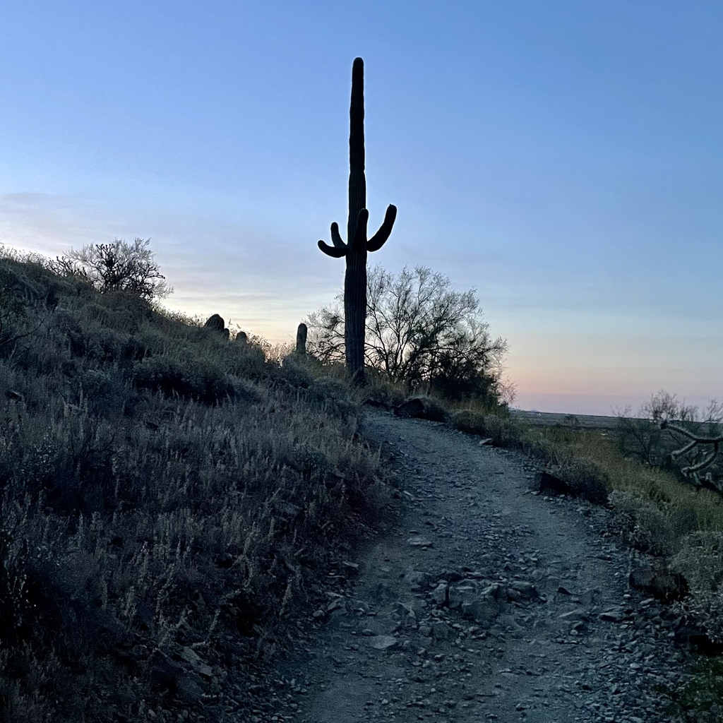 A tall cactus before dawn.
