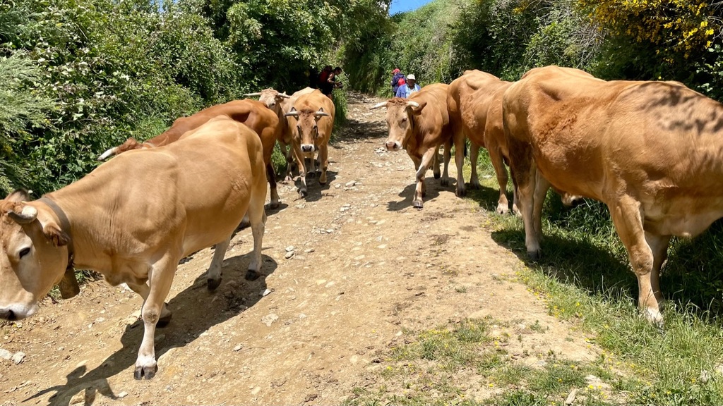 Pilgrims don’t always have the right of way on the Camino.